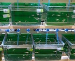 Fish tanks for aquatic studies