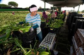 Woman farmworker harvesting corn